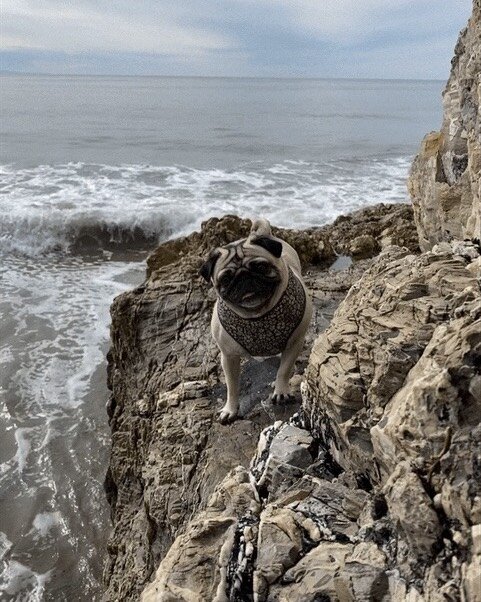 Book Shop dog day off. Btw: New books in the store. Please check them out https://aggeiger.com